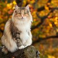 【獣医師監修】ノルウェージャンフォレストキャットの平均寿命はどのくら…