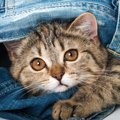 猫が『服の中に入る』のはなぜ？5つの気持ち