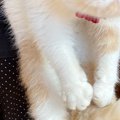 台所に行った猫→おばあちゃんにつかまって…まさかの『表情』に爆笑の声「…