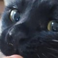 可愛い顔をしておやつを食べようとしていた黒猫→『おてて』を見ると…まさ…