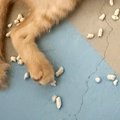 夜中の12時過ぎ、子猫たちがいる部屋のドアを開けたら…目に飛び込んできた…