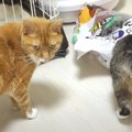 猫ちゃん達の衝動を抑えきれない魅惑の袋とは！？