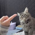 山奥で保護した子猫とパパがお留守番した結果…かわいすぎるやり取りの…