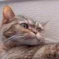 『私には鬼厳しいネコ』→子どもには……まるで別猫のような光景にほっこ…