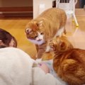 猫ズもまったりダラダラ♪家族み〜んなで寝正月！