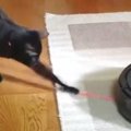 ロボット掃除機に吸い込まれそうになった『猫じゃらし』→黒猫が追いかけ始…