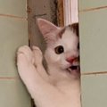 『何かを察知して逃げた猫』を探し回った飼い主→ようやく見つけたと思…