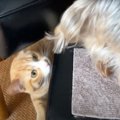 喧嘩中の犬と子猫→犬が『お尻』を向けた隙に子猫が…意外な結末に『ほ…