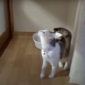 猫の『お気に入りのキャットタワー』が消えてたら…懸命に探し回る姿が…