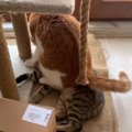 『なぜ踏む…』妹猫の上に座る兄猫の愛が重すぎた結果「文字通り兄妹愛…