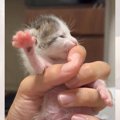 赤ちゃん猫を濡れタオルで拭いていたら…『必死のチュパチュパ』が可愛…