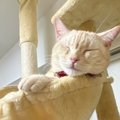 猫の幸せのために飼い主が心がけるべき『５つのこと』