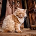 猫にとって『嫌がらせ』になる5つの行為