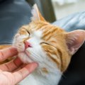 猫が喉を『ゴロゴロ』鳴らしているときの理由4つ　甘えているとは限らない？