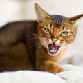 猫が「攻撃してくる」ときに考えられる3つの要因　落ち着かせるためにでき…