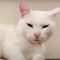 『眠気には勝てなかった…』ひとりぼっち猫ちゃん？