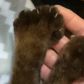 捨てられたシャム猫の可愛いお手手の秘密とは？“ヘミングウェイ・キャット…