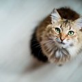 猫の『健康状態を悪化させる』飼い主のNG行為５つ