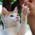 猫はエビを食べても大丈夫？食べたがるときの対策を解説