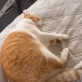 大好きな兄が修学旅行に行ったら、猫が…兄の部屋で見せた『切ない行動…