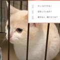 猫のあらゆる場面を翻訳してみた結果…『情緒不安定すぎる内容』に&quo…