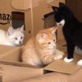 小さい頃から一緒だった3匹の猫たち→８年後になると……心温まる"成長…