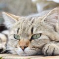 飼い主に猫が冷たい態度を取る3つの理由