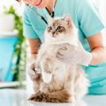 愛猫と『動物病院』に行くときに絶対にやってはいけない5つのこと　守…