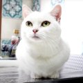 高い場所も念入りに！毎日の見回りを欠かさない猫ちゃん