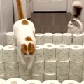 『廊下に壁をつくり、２匹のネコが飛び越えられるか』チャレンジ→どんどん…