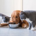 猫に『ドッグフード』を与えることが危険な理由3選　長期にわたると健…