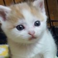 生後1か月のおっとりとした子猫→あっという間に大きくなって…約1年間の『…