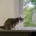 愛猫が『夏バテ』を起こしている4つのサイン　対処法や予防法も