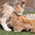 猫バンバンは「子猫」のために？JAFがエンジンルームへの猫の入り込み…