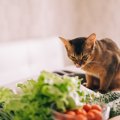 猫に食べさせてはいけない『危険な野菜』4選　命に関わる理由や誤飲時に取…