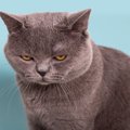 猫が『しかめっ面』をしているときの心理4選　怒っているわけではない…