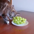 猫には毒になる『危険な食べ物』8選　うっかり誤飲してしまったときの緊急…