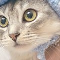 『お花付きの帽子』をかぶった猫→『表情』が変化して…笑ってしまう『可愛…