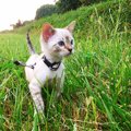 猫の『散歩』って危険じゃないの？4つのメリットと注意点