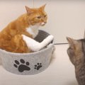 猫ちゃんに新しいベッドをプレゼント！でも実は…？