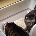 新しいトイレに興味津々！念入りにチェックをする猫ちゃんたち