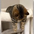 連休終わりに絶望する猫！？テンションがすごい下がっている猫ちゃん…