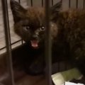 暗闇の中で鳴いていた『泥だらけの子猫』を保護→『致死率99%の大病』…