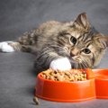 猫が餌の好き嫌いをする原因は飼い主にあり！考えられる理由、対処法…