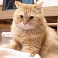 猫が『ふみふみ』したくなる5つのタイミング