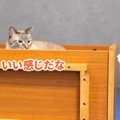 棚が来た！最後まで見守る猫ちゃんたち