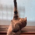 「面白すぎて声出たｗｗ」ヤモリを発見して変なポーズで固まった猫→も…