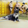 モルとムギはどんな猫？力士との関係