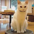 ルンバで分かる！猫ちゃんの性格の違い