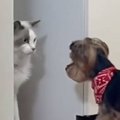 猫が『実家の犬』と初めて対面した結果…まさかの『表情』が可愛すぎる…